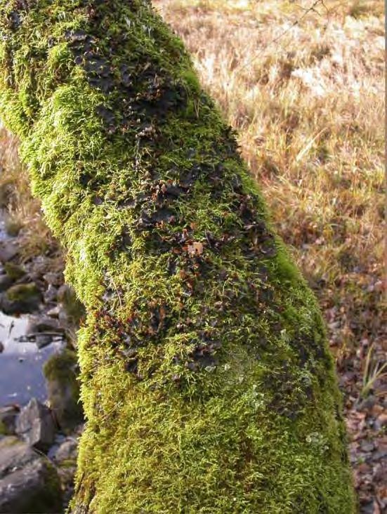 Vid inventeringen 2008 hittades barkkvastmossa endast på två träd, en ask och en alm (båda träden syns tillsammans på bilderna) [RT90: 6665921; 1586370].