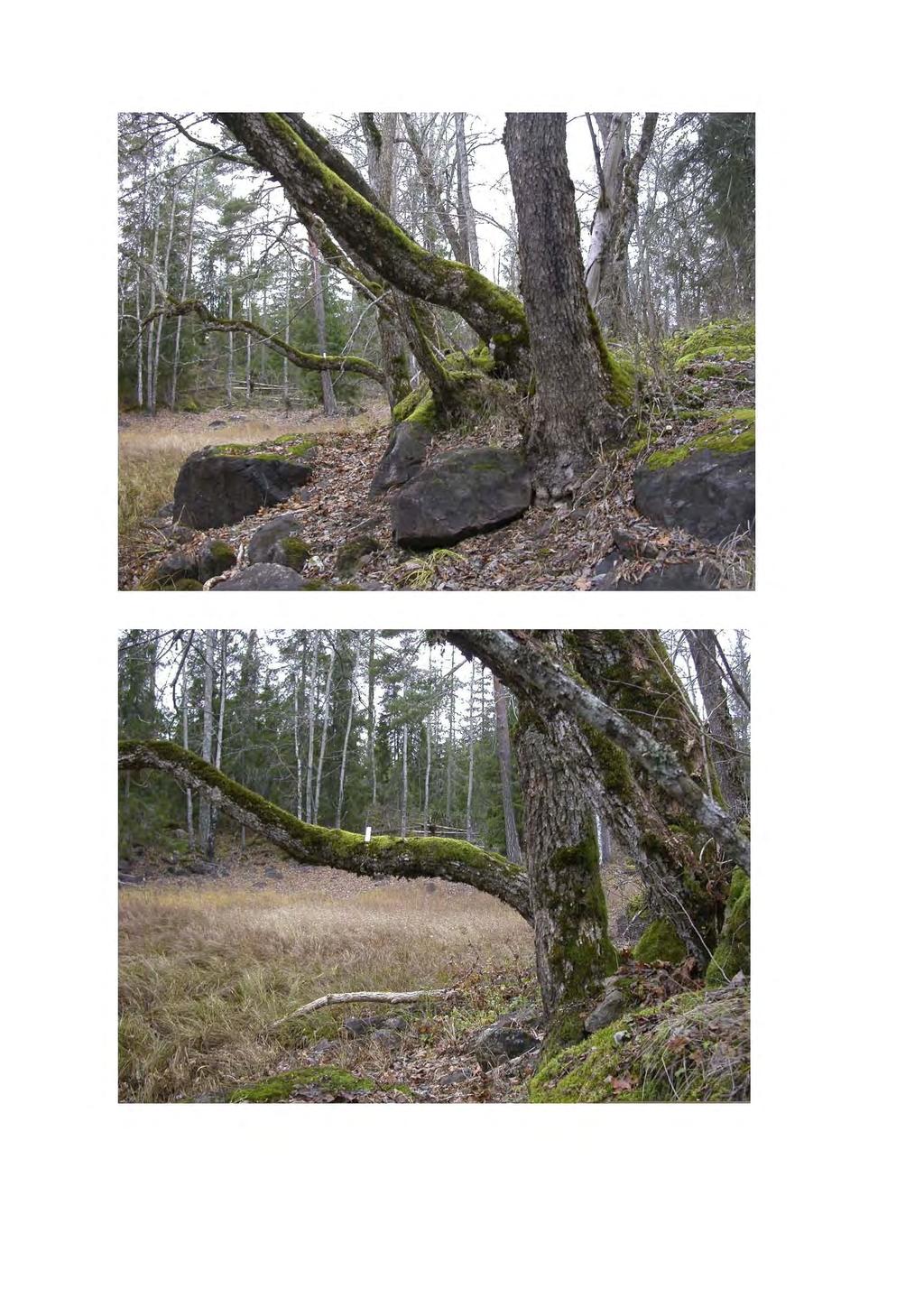 Ask A. [RT90: 6665924; 1586368] Ask, ca 30 cm i diameter, nästan horisontell. Trädet i askbukett med 4 stammar (träd 63-66 i Weibull 2003).