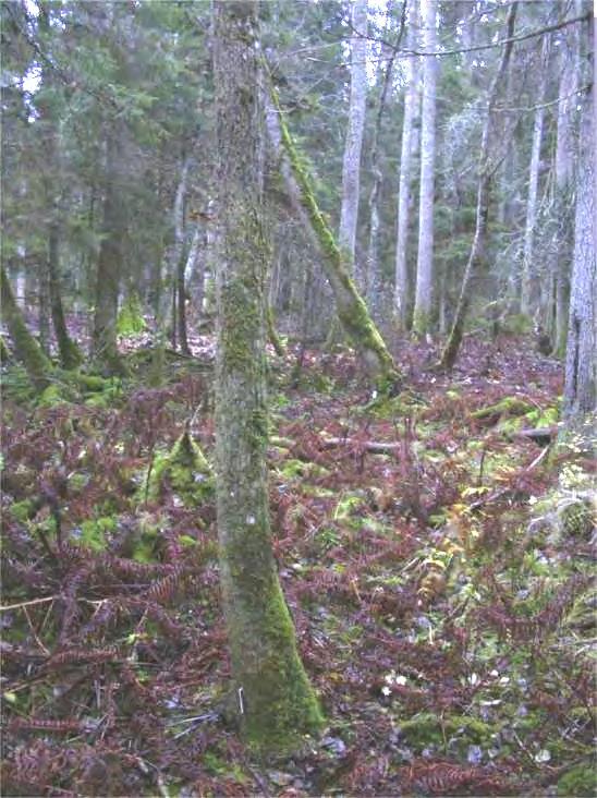 Precis som på lokalen vid Valkrör (Uppsala län, se ovan) har ett flertal av träden på trädkartan (Swantje Löbel i brev) fallit sedan trädkarteringen gjordes.