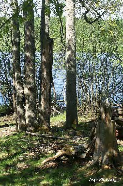 Uppland Norsån vid Säbysjön, Knivsta. Återfynd av strandskinnlav på gråvide och klibbal. Svårinventerat med djupa vattenkanaler och mycket täta snår. Andalglupen vid Klöva mellan Järlåsa och Åland.