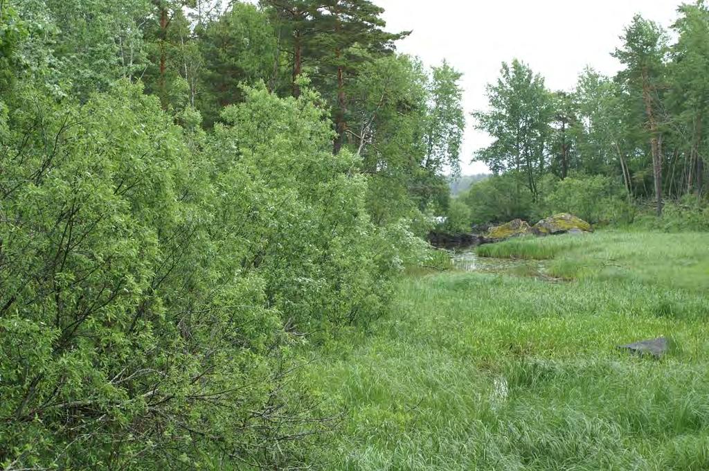 Uppland Färnebofjärden, Lillån: Hårklomossa hittades sparsamt på en torr stambas av gråvide i ett glest jolstersnår på våt mark med hög norrlandstarr vid X:6665152 Y:1551608.