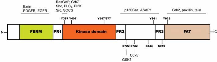 focal contacts 195. FAK also contains four potential sites of serine phosphorylation (S722, S732, S843, and S910) but the role of these sites is not well defined 190. Figure 8.