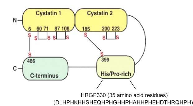 Figure 9. Domain structure of HRGP. HRGP has three main domains; the N- terminus with two cystatin-like domain, a histidine-proline-rich (His/Pro-rich) domain in the central part, and the C-terminus.