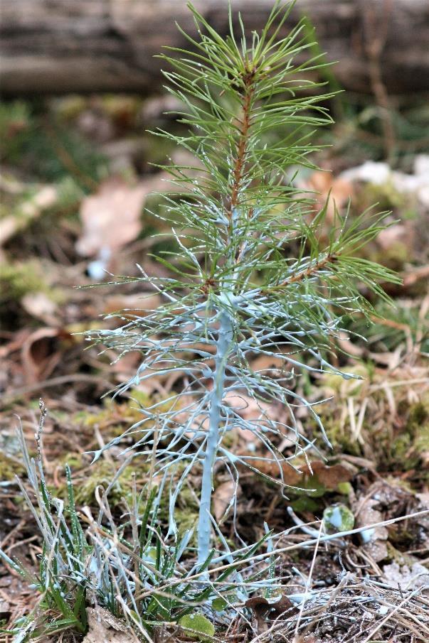 Figur nr 1.2 Woodcoatbehandlad planta som behandlats i fält. Foto: Interagro Skog AB. 1.5.