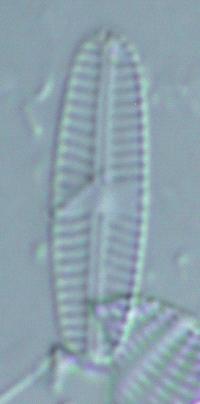 minutissimum group III och Navicula seminulum Grunow för Forsån, Öljarens utlopp (figur 22). A.