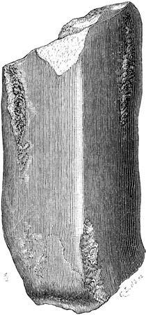 ÖFVERSIGT AF K. VE'fENSK.-AKAD. FÖRHANDLINGAR 1886, N:o 6. 187 deremot det minsta endast har en längd af 14 mm. Det förra, hvilket här afbildas i half naturlig storlek (figg.