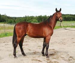 113 Determinator hingst e The Best Madrik Mary Tilly e Andover Hall Determinator er som navnet sier; den som bestemmer i flokken.