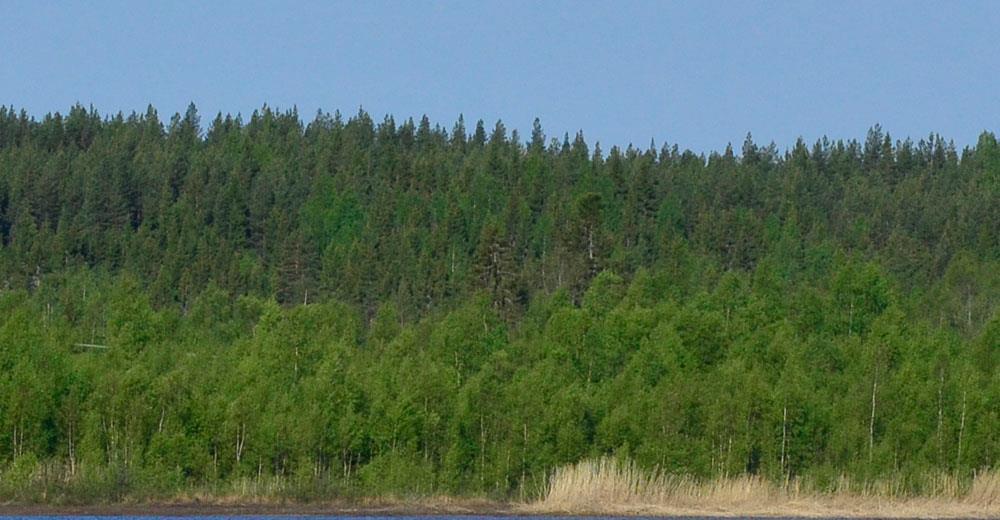 Figur 5. Fotografiet visar Storhägnens västra strand där skogen närmast vattnet består av lövskog som bildar en bård mellan vattnet och den högre liggande terrängen.