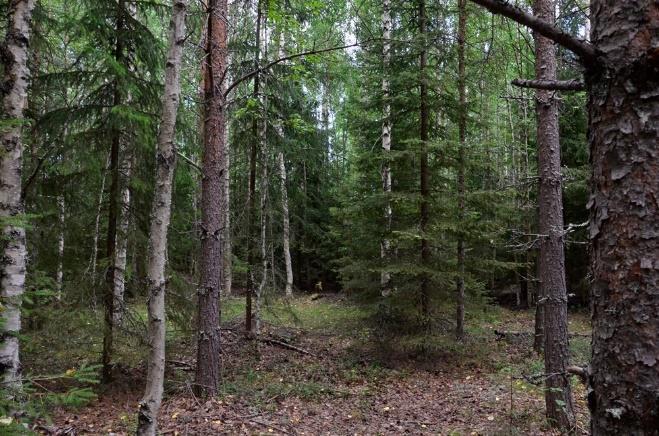 Både på Stensgrönnan och Björnsholmen domineras skogen fortfarande av löv, framförallt då av glasbjörk, även om det på Björnsholmen finns ett visst inslag av tall.