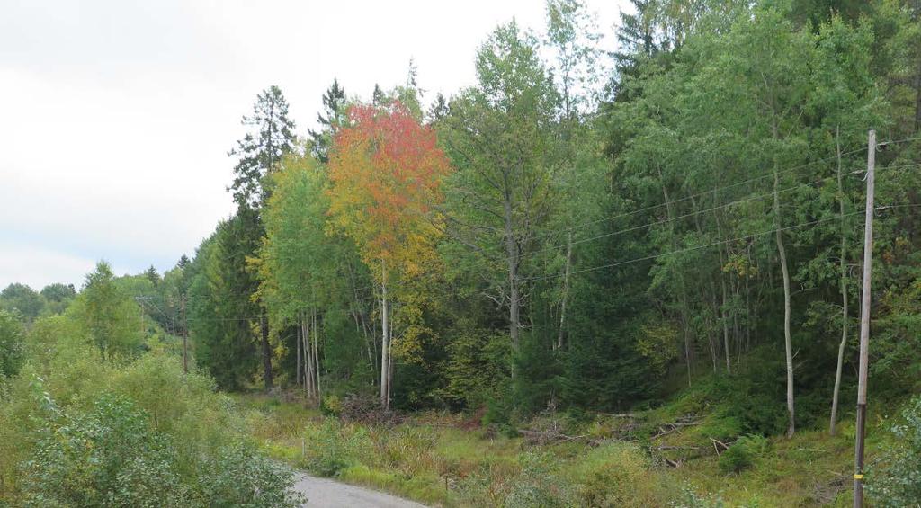 Figur 5, den skogsbeklädda branten söder om deponin.