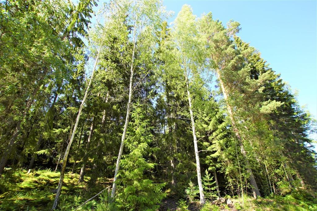 Om Skog & Lantbruk Skog & Lantbruk är ett rådgivningsföretag som arbetar med följande tjänster inom jord och skog: -