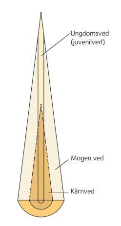 I trädets stam kan två vedtyper urskiljas. Dessa är kärnved och splintved. Kärnveden återfinns i stammens inre del och utgörs av döda vedceller.