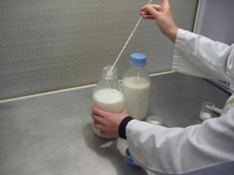 Detta test kan hjälpa dig att välja rätt % av startern att tillsätta i ystmjölk.