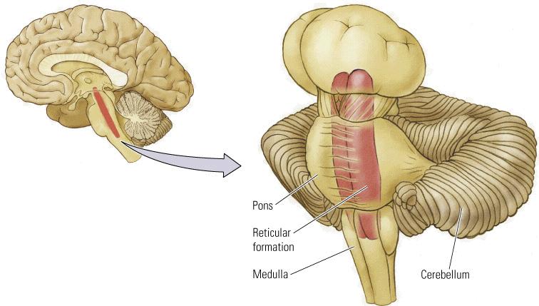 Retikulära aktiveringssystemet (RAS) A.