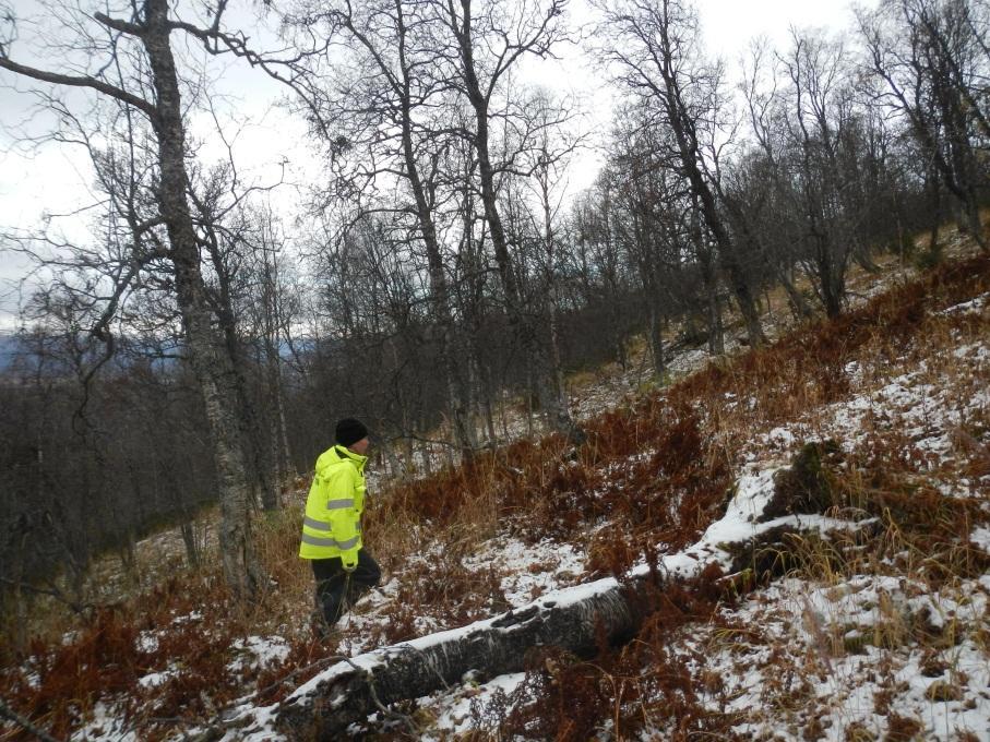 Figur 11. Lutningen i övre branten är maximalt 45. I nedre branten är lutningen som störst just nedanför platån för att sedan avta närmare det skoterleden.