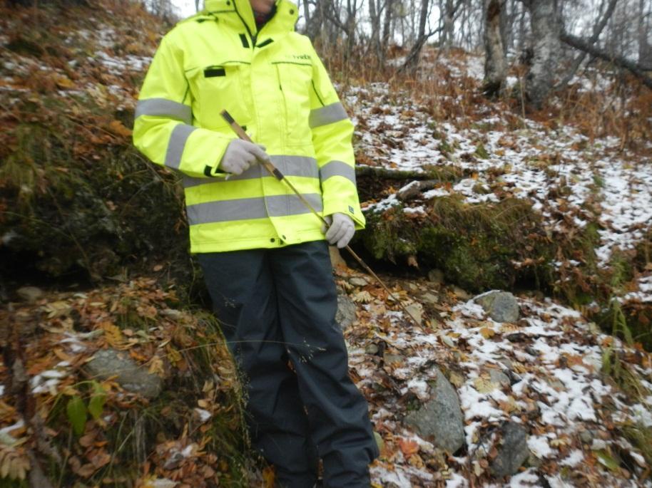 sig på skredat område. Figur 15. Återetablering av växtlighet har skett i skredområdet. 4.