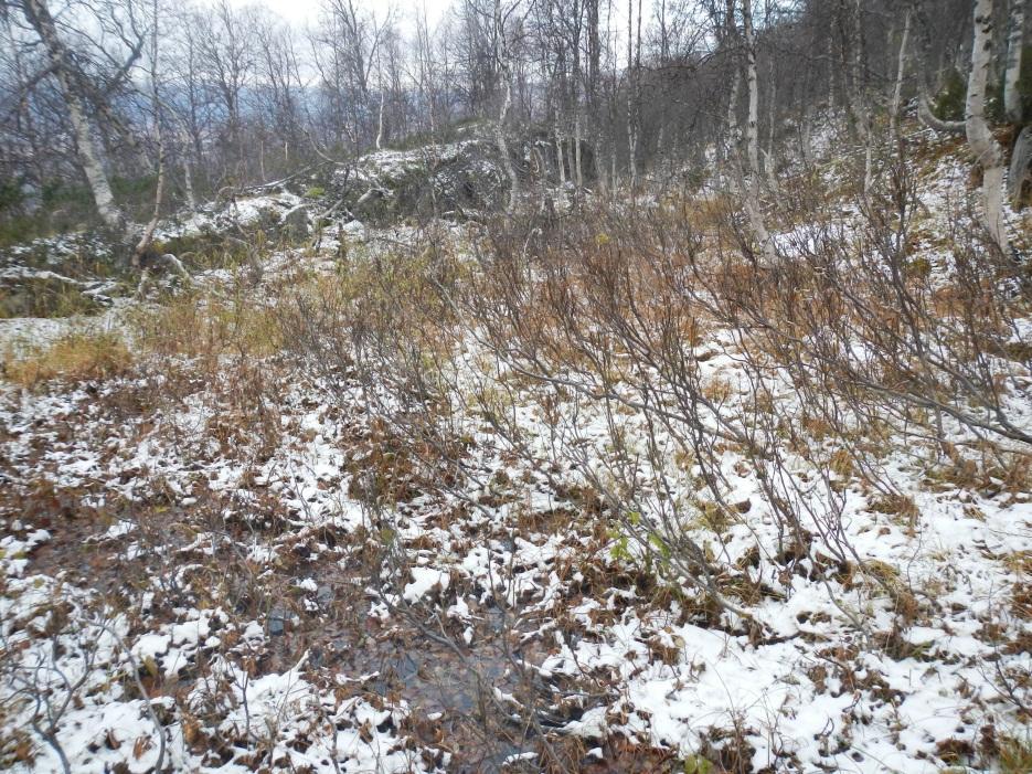 Längre ned mot aktuellt planområde återfinns berg i dagen och stora ytblock i ett fåtal punkter.