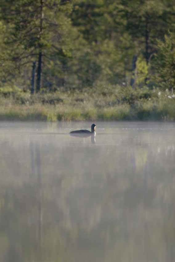 foto: mikael arinder/skånska bilder