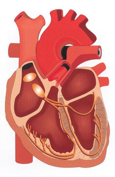 Hjärtats elektriska system Sinus knutan generator VF AV knutan hjärtats