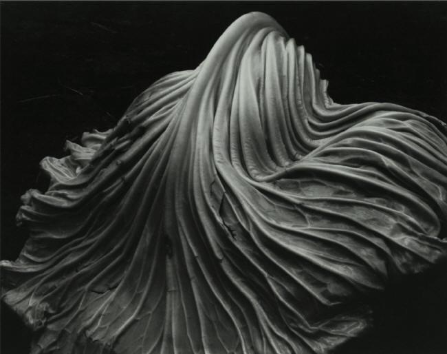 28 Foto Edward Weston Cabbage leaf 21 Fyra exempel på arbeten där jag använt mig av Riktat drömarbete Jag har i olika typer av arbeten använt mig av Riktat drömarbete som jag nu kommer att redovisa.