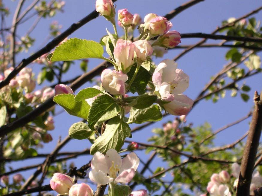 Innehåll Ledare s. 3 DUV i Vasanejdens styrelse för 2019 s. 4 Träff för specialbarnsfamiljer s. 5 Sommarutfärd till Fagerö med dans s. 6-7 Sommarträffen s.