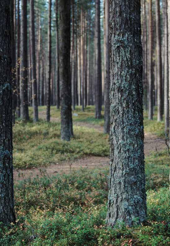 GALLRA MED SCA Boka gratis rådgivning SVENSKA CELLULOSA AKTIEBOLAGET Finare skog & pengar i handen Vid gallring tar vi bort de