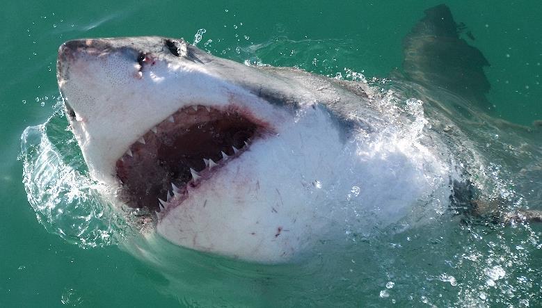 Djur Vithaj Namn: Vithaj Vetenskapligt namn: Carcharodon carcharias Familj: Håbrandshajar Utseende: