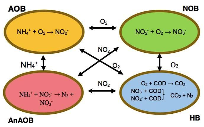 5 5. Partial Nitritation/Anammox - Deammonification Figure 1: Nitrogen removal pathways: conventional nitrification/denitrification (blue) and partial nitritation/anammox (purple) (modified after