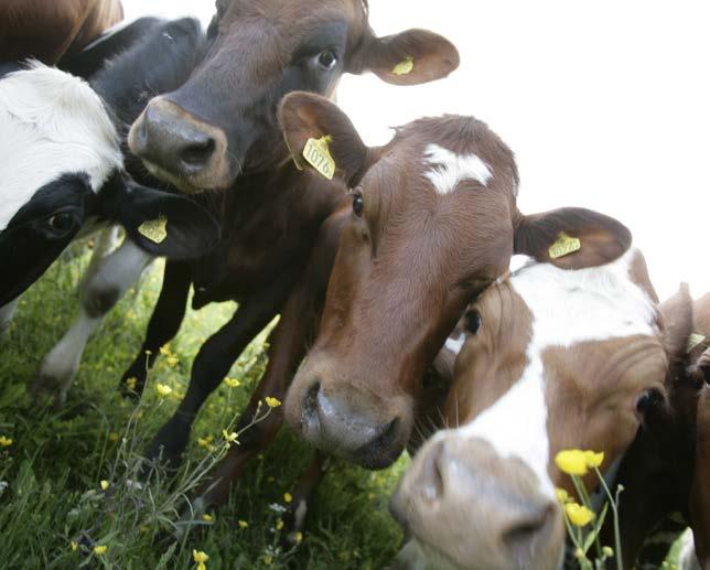 Ladda upp inför laktationen! Många av produktionsstörningarna som drabbar våra mjölkkor uppstår vid tiden runt kalvning.
