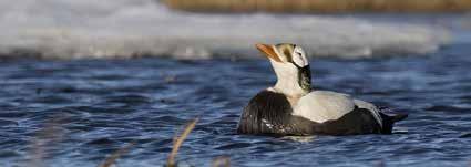 Artlista Alaska 2017.06.05 06.19 En självklar målart. foto: ulf ståhle Fåglar Checklist: IOC (Birds) 7.3 1 Brant Goose Branta bernicla nigricans 500 ex. Safety Sound, Nome, 5.6. Vanlig där 6 8.6. 10 ex.