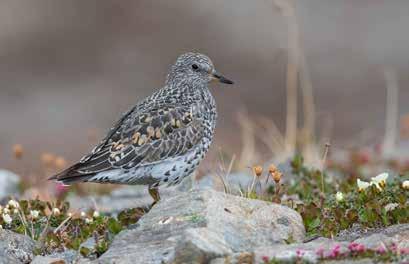 Surfbird. foto: henrik ehrenberg Snowy Owl och Pomarine Jaeger ses i flertal. Snow Bunting sjunger överal, Barrows gråsparv. Inne i samhället häckar arten i holk. Vi lägger oss kl. 05.00, trötta.