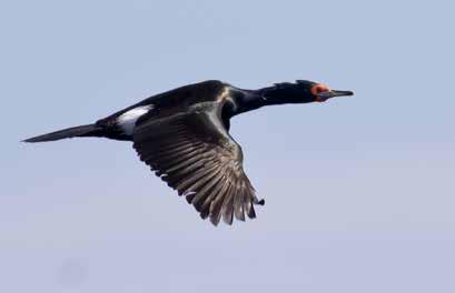 och Boreal Chikadee. Middag intas på en trivsam fiskerestaurang i Seward. 17 juni Vi börjar dagen med en tur kl. 07.00 till Lowell Point strax utanför Seward.