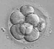 effektiva frysmetoder och långtidsodling av embryon.