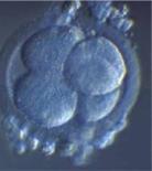 endast ett embryo i en majoritet av behandlingarna.