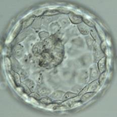 med frysta, tinade embryon.