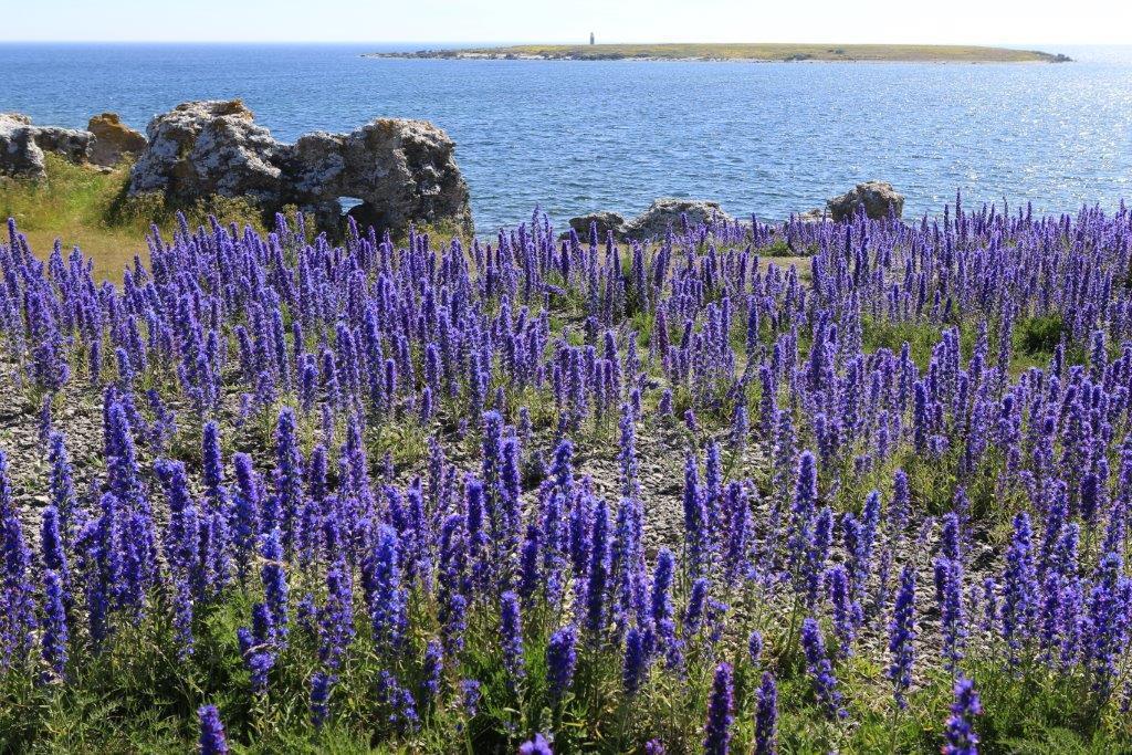 Gotland, som är Sveriges minsta län, har särskilda förutsättningar jämfört med övriga län.