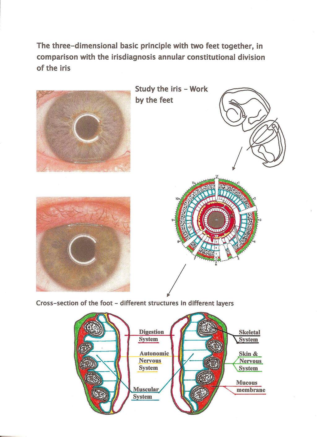 3D - reflexologi i kombination med irisdiagnostik färger. I mitten på 80 talet började ett arbete med att jämföra iris med zonterapin.