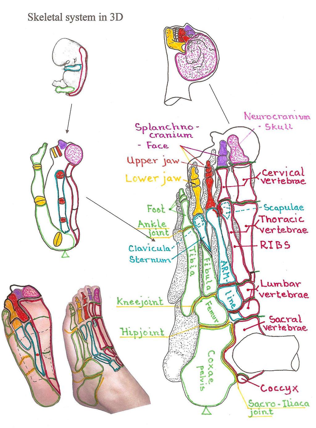 Picture 4: Skeletal system in 3 D a holistic view for the little man in the part Fotskelettet bildar logiskt ramen för fotens reflexologiska anatomi.