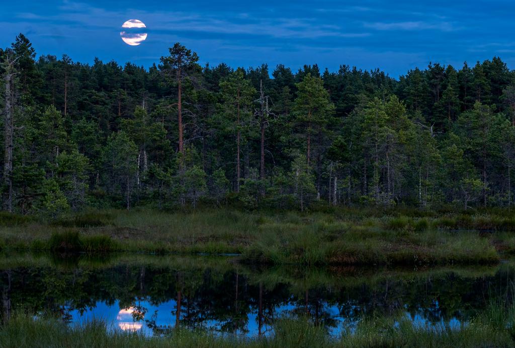 Månspegling i en av gölarna vid Knuthöjdsmossen. bilderna. Detta är en fin plats för att plocka fram ditt makro på också.