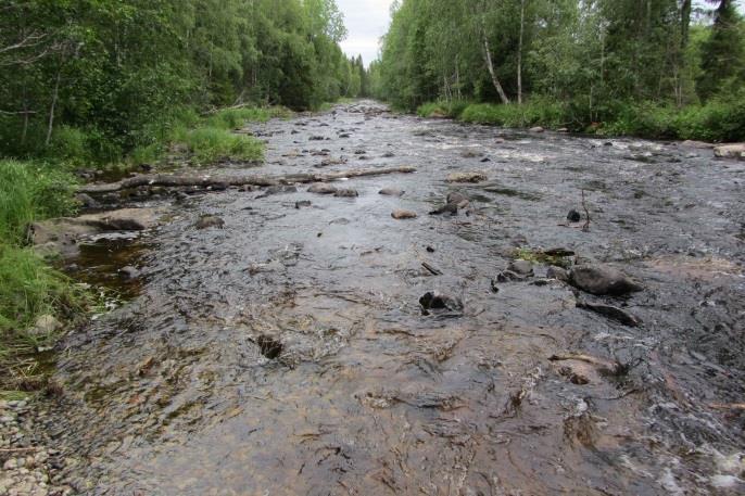 Vid inloppet till fåran placerades även två träd ut för att bidra med skugga och död ved för de vattenlevande