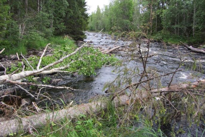 12 före åtgärd, inlopp gamla fåran. Figur 15.