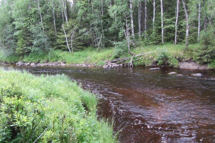 Larvvägen från restaureringens slut och tillbaka till vägen följde i huvudsak skiftesgränsen då den gamla timmervägen på kartan var för överväxt. Figur 36. Foto nr. 73 före åtgärd.