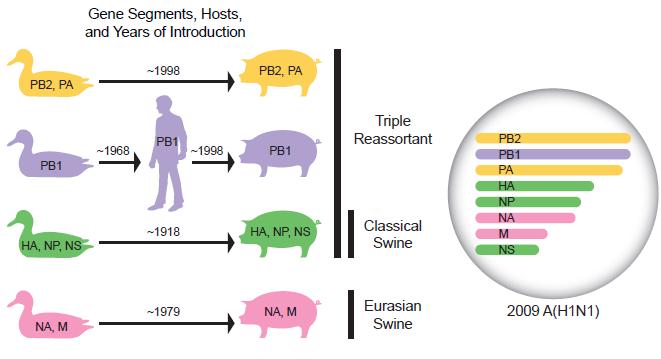 Reassortment -exempel: A(H1N1)2009