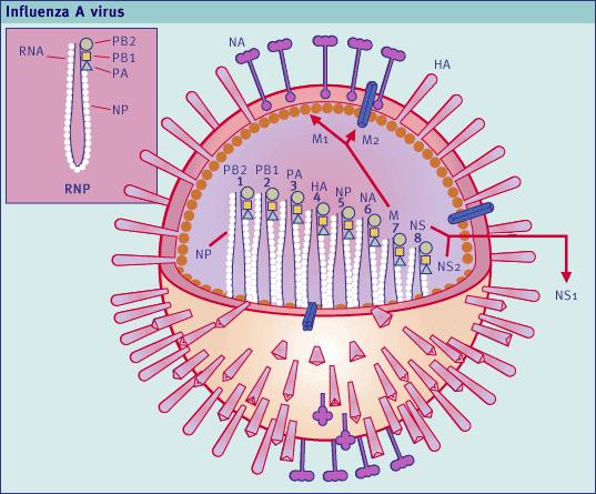 8 gensegment Influenza A genetik Subtypas på basen
