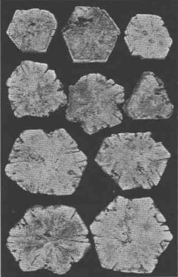 hexagonala kristallformen av aragoniten bibehålls av dolomit, se figur 2 (Andrews & Schaller, u.å.). Figur 2. Pseudomorfer av dolomit efter aragonit (Andrews & Schaller, u.å.). 1.