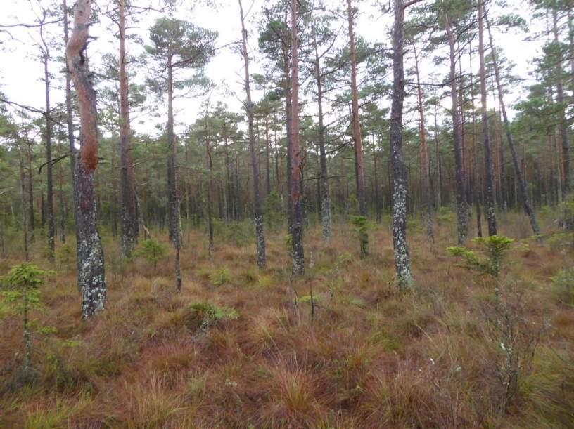 907 (Sumpskog vid Snaremossen) 4 Visst naturvärde Skog och träd Tallsumpskog Naturvårdsarter: Area (ha): 2,0 Gränsöverskridande objekt: Ja Visst biotopvärde, obetydligt artvärde Objektet fortsätter i