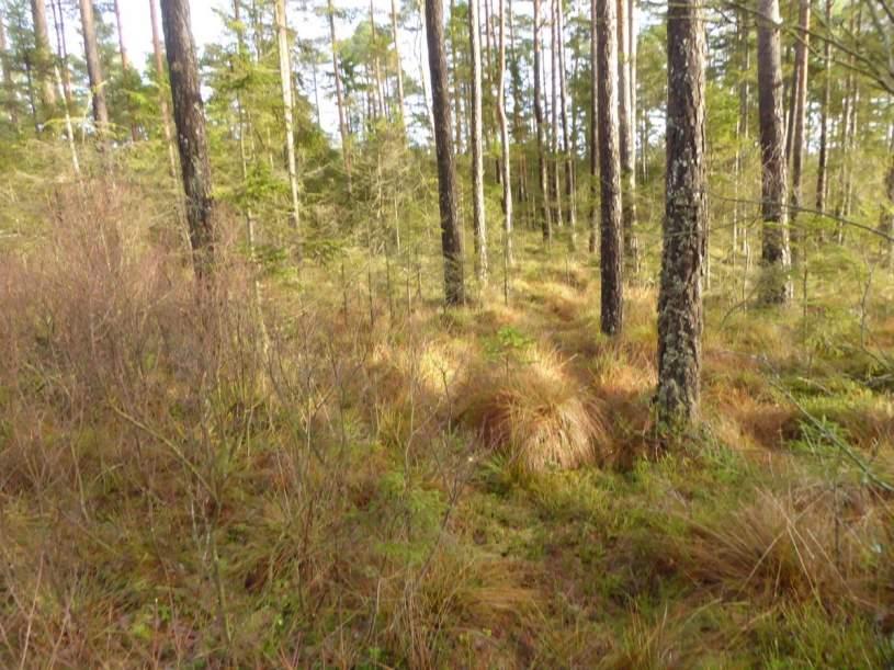 Naturvårdsarter: - Area (ha): 0,8 Gränsöverskridande objekt: - 909 (Sumpskog O om Spångamossen) 4 Visst naturvärde Skog och träd Tallsumpskog Visst biotopvärde, obetydligt artvärde