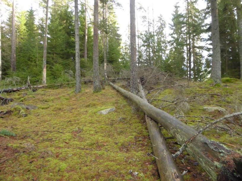 Naturvårdsarter: - Area (ha): 1,2 Gränsöverskridande objekt: - 912 (Barrblandskog N om Björbodal) 4 Visst naturvärde Skog och träd Barrblandskog Visst biotopvärde, obetydligt artvärde