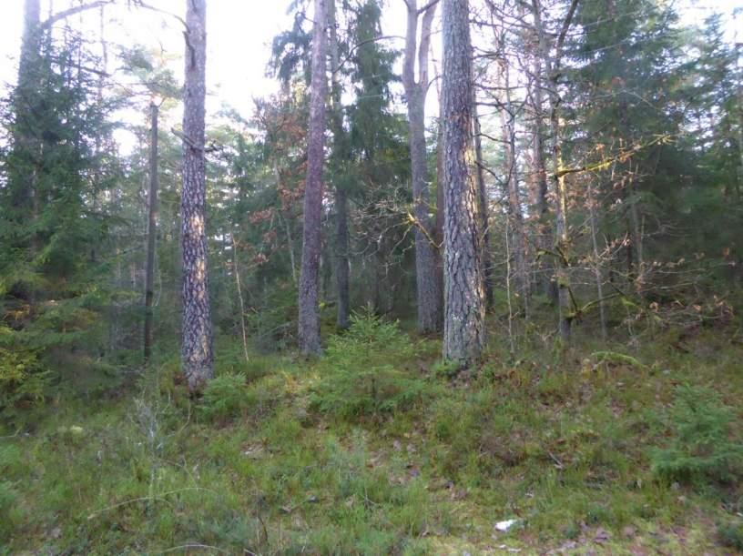 Naturvårdsarter: - Area (ha): 0,5 Gränsöverskridande objekt: - 913 (Barrblandskog N om Rävlanda) 4 Visst naturvärde Skog och träd Barrblandskog Påtagligt biotopvärde, obetydligt artvärde