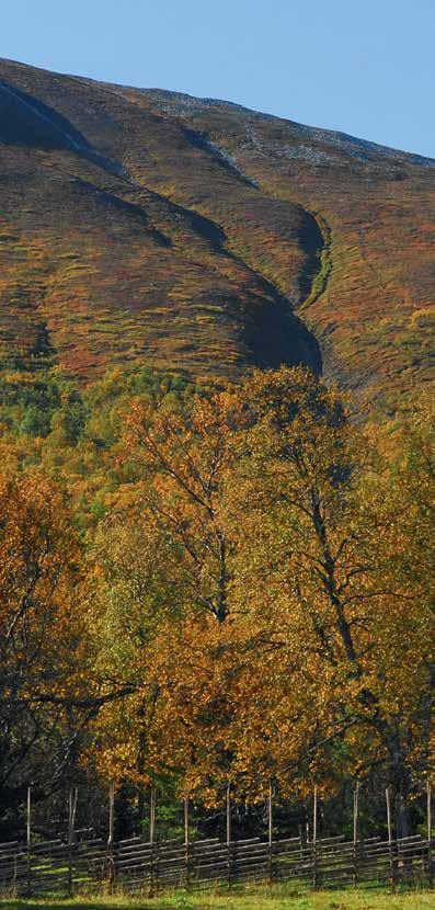 Fjäll och hed 33% Barrskog 56% Fjällbjörkskog 8% Myr 3% NATIONALPARKEN I KORTHET AREAL: 104 km 2 (efter utvidgning 1989) INVIGNINGSÅR: 1909 (då 27 km 2 ) NÄRMASTE ORT: Hede LÄN: Jämtlands län